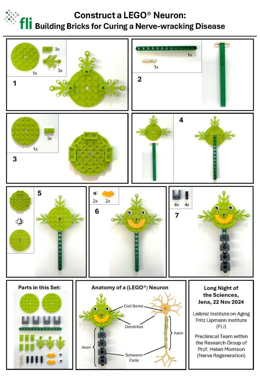 LEGO neuron construction set instructions, showing green LEGO pieces forming a neuron with labeled parts like axon and dendrites. Event details for Jena, 22 Nov 2024, included at the bottom.